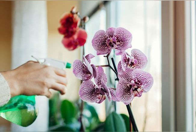 © iStock Here are some tips to keep your orchid beautiful all year round!