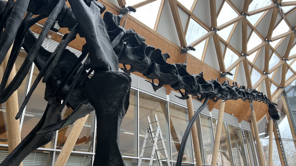 Dippy the Diplodocus takes up residence in Coventry 3