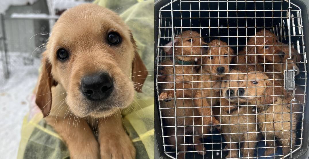 Adorably Cute Golden Retriever Puppies Set for Adoption in BC (PHOTOS) 3