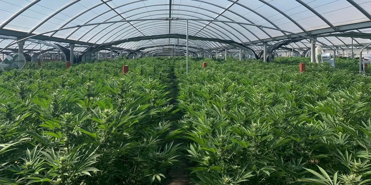 Misplaced California Marijuana Paradise 5