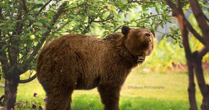 BC guy fined $15,000 then receiving 10-year looking oppose for killing grizzly sow and cub 7