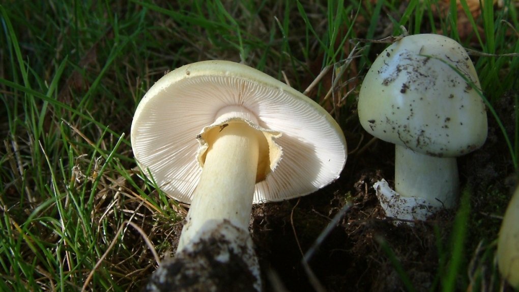 Awful fungus unearths pristine solution to reproduce, may have an effect on Canada: analysis 3