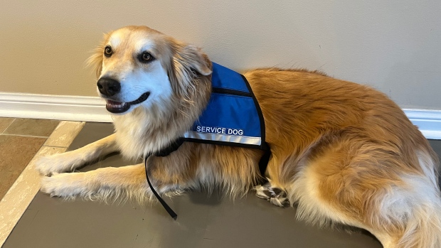 Younger Toronto people say housing control is threatening to evict their carrier canine 1