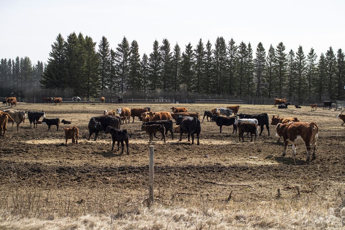 Extreme drought makes herds thin for ranchers, could cause future supply problems 3