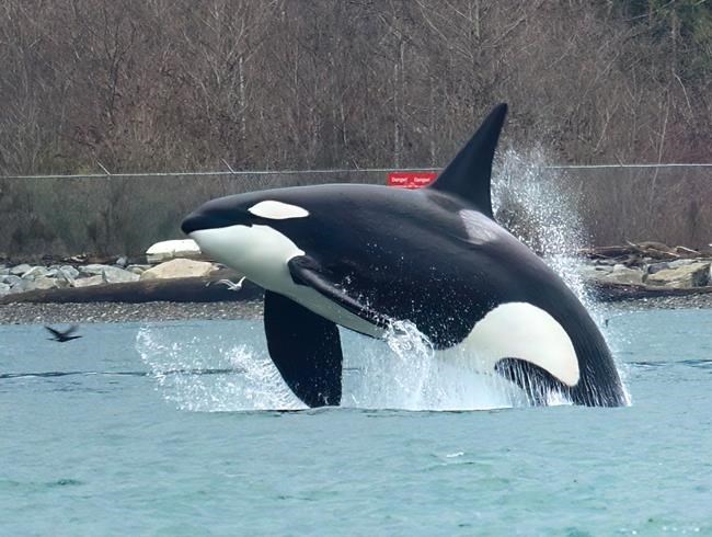 BEYOND LOCAL: Bird photographer captures an orca in flight in front of Vancouver’s Stanley Park 1