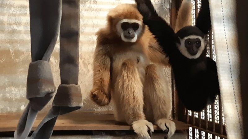 Eastern zookeepers after all know the way Momo the gibbon who lived unloved had a toddler 3