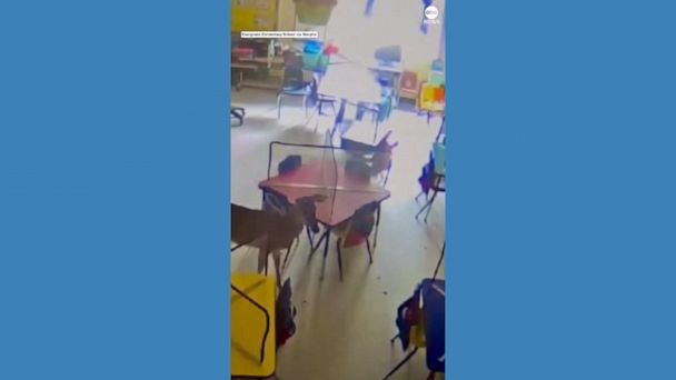 WATCH: A deer bursts into the classroom 3