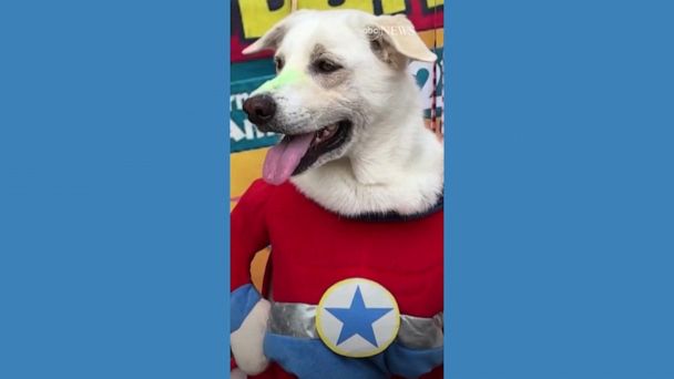 WATCH: Dogs and their humans celebrate Carnival in Brazil 3