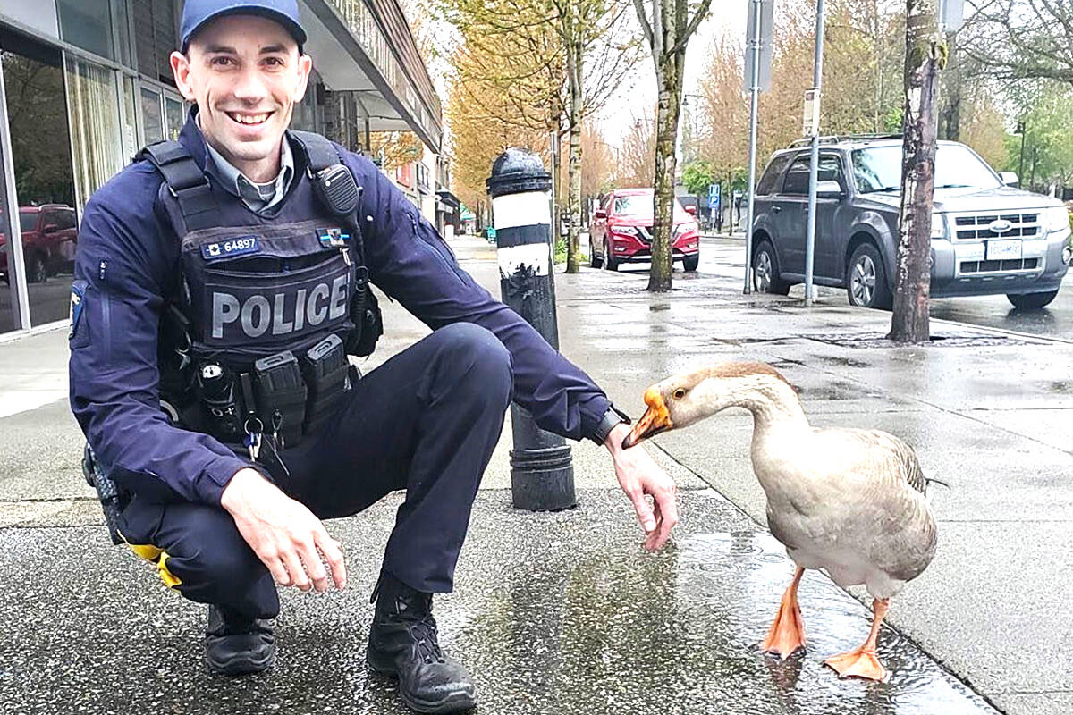 Ridge Meadows RCMP Launches Brandnew Pedestrian Coverage Program Challenge Mama Duck 3