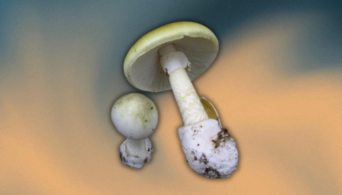 The arena’s deadliest fungus is also adapting to unfold sooner 5