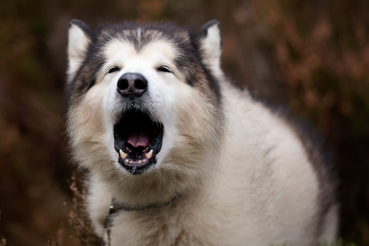 Study finds which dogs are more likely to respond to wolf howls 13