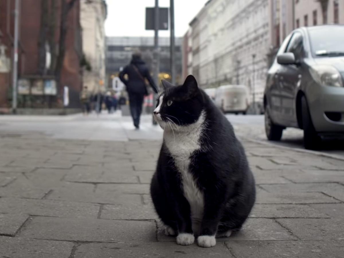 A Fat Cat has become the top rated tourist attraction in a Polish city with a perfect 5-star average on Google Maps 1