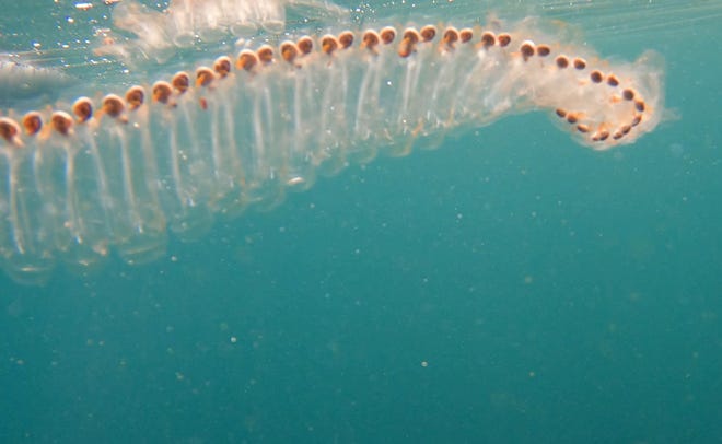 California paddleboarder discovers lengthy sea salp alike Orange County 3