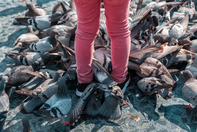 "Revealing the Outrageous Consequences of Using Human Hair Dye on Wild Birds: The NYC Pink Pigeon Story" 9