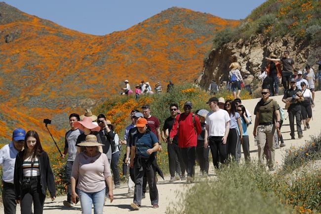 “Super Bloom” crushes force California city to say no more 3