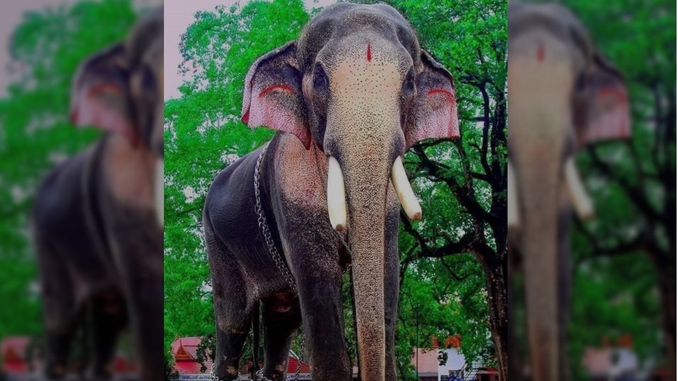 Thechikottukavu Ramachandran: The Indian “killer” elephant who's liked and feared 9