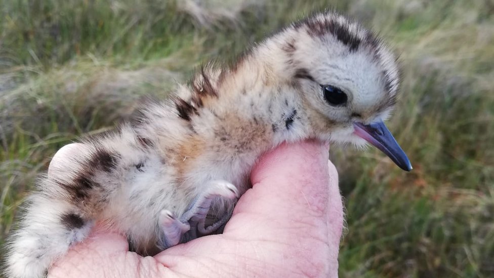 Curlew: Record-breaking NI breeding season brings renewed hope 3