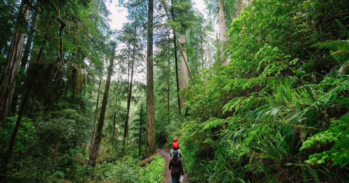 California’s rainy wintry weather may just heartless extra ticks this age or upcoming 17