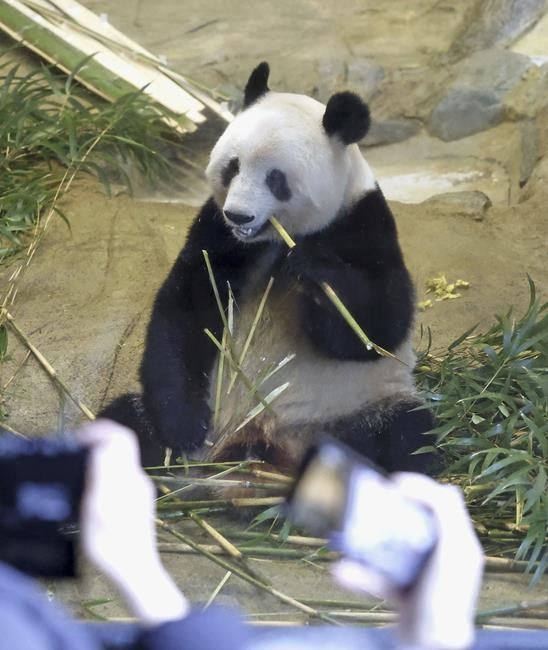 The Japanese say goodbye to their beloved panda, who is returning to China 3