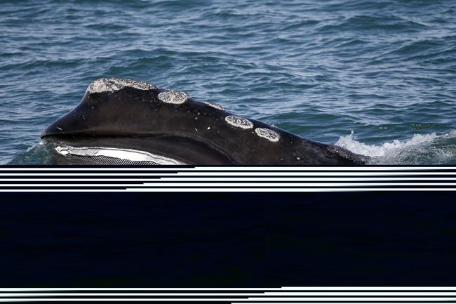 "Uncovering the Role of Fishing Gear in Endangered North Atlantic Right Whale Conservation" 15