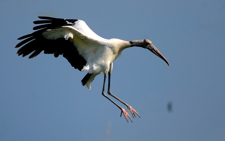 TN summer stork may soon be off the endangered species list 3