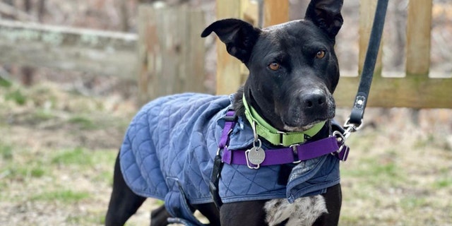 Adoptable New York Labrador retriever looking for a home “as active as she is” 3