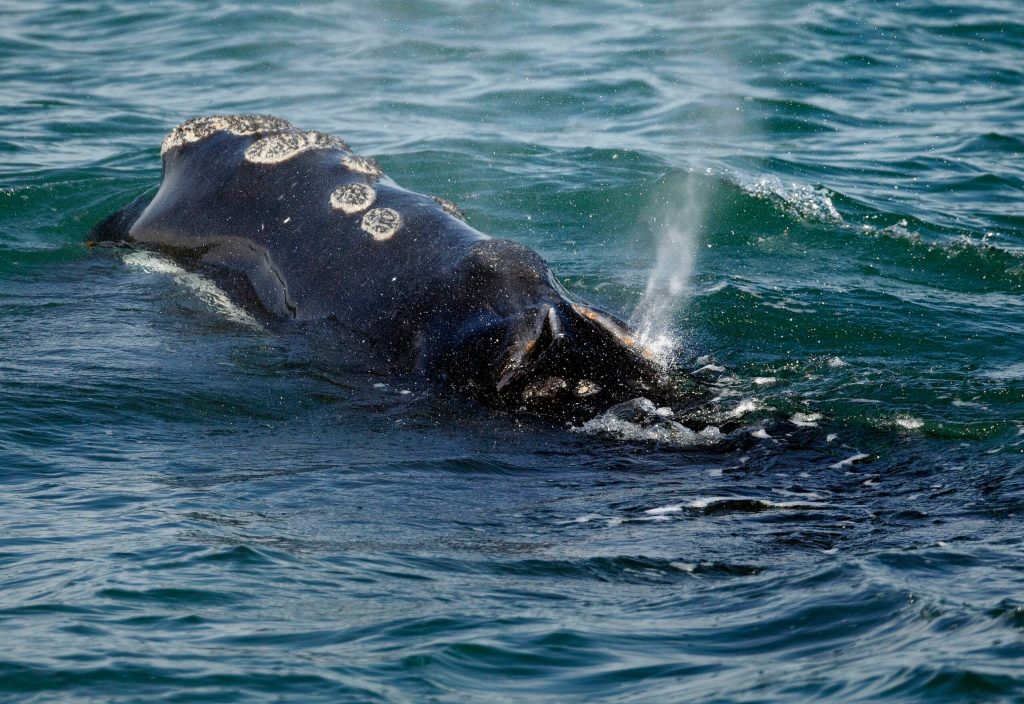 Lobster fishermen report lawsuit to oppose closure intended to assistance whales 3