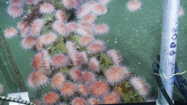 BC’s pink sea urchins are moving to shallower waters thanks to climate change 3