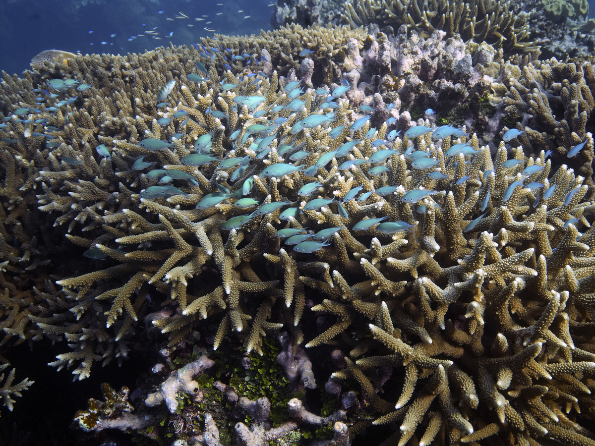 UN talks to safeguard global marine biodiversity to resume this week: NPR 3