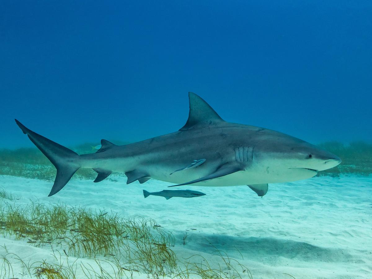 A 16-year-old girl killed in a shark attack was swimming in a river, not the sea. Bull sharks – considered by some experts to be the most dangerous – are the rare species that swim in fresh water. 3