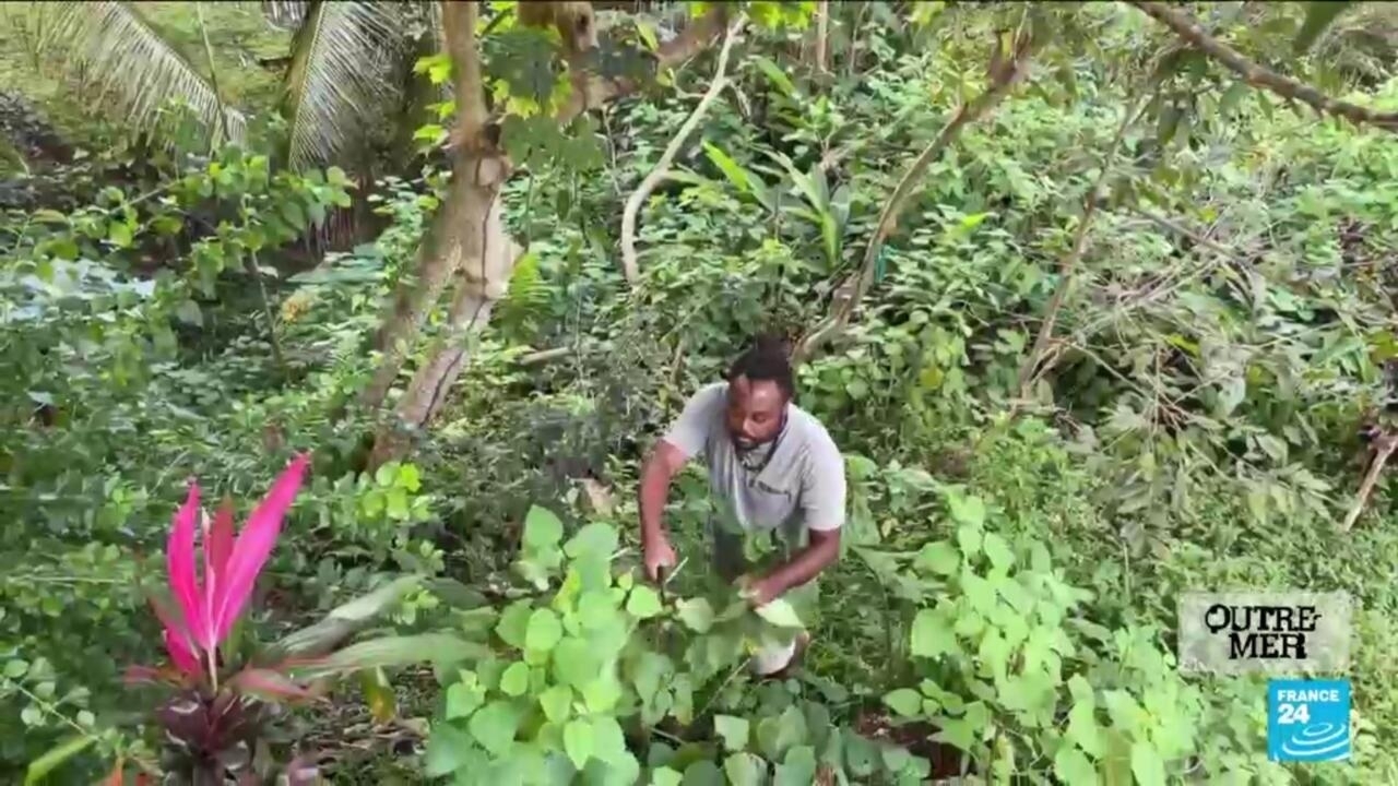 Natural medicine in Guadeloupe: antibacterial plants raise hope 15
