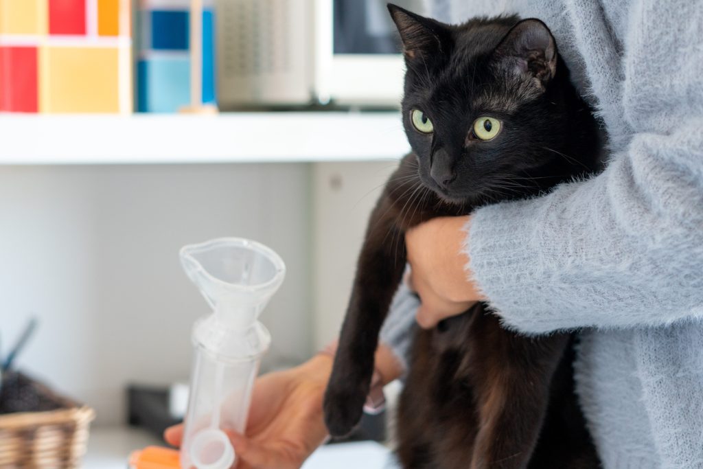 Hearts melt as cat is filmed using an inhaler to relieve his feline asthma 3