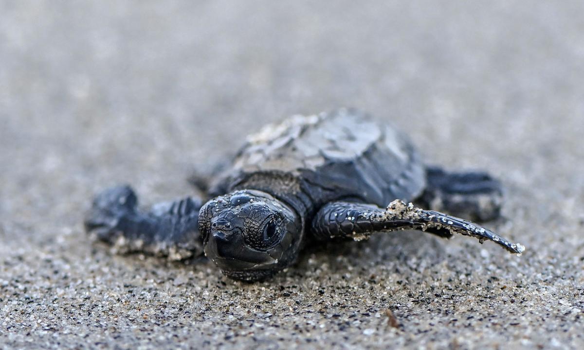 Sea turtles are threatened by warming oceans and hotter beaches, research says 3