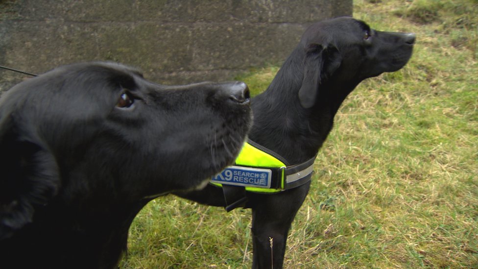 Earthquakes in Turkey and Syria: Bangor’s canine staff is going on the lookout for survivors 7