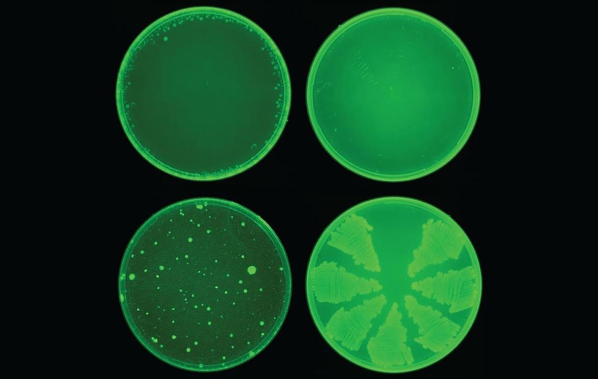 Smartly I by no means: AI is excellent at designing nerve brokers 5