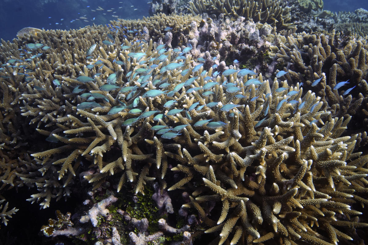 Talks on the UN Ocean Agreement continue with the goal of saving biodiversity 3