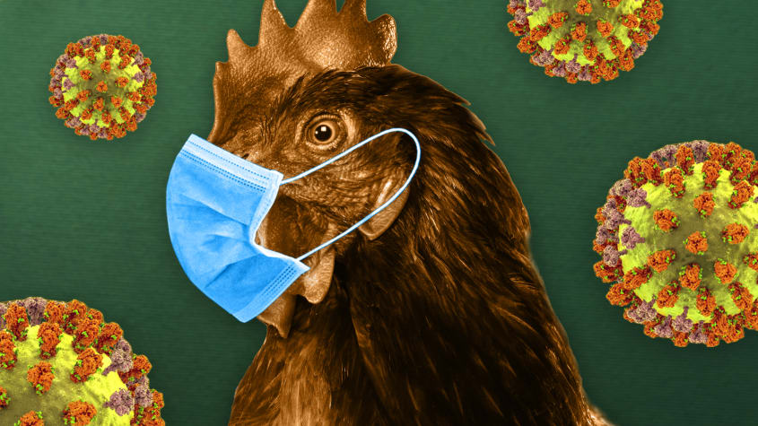 Why scientists are worried about bird flu 5