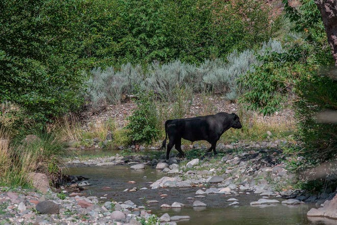 Wild cattle will be slaughtered in New Mexico Gila Wilderness: Forest Service 3