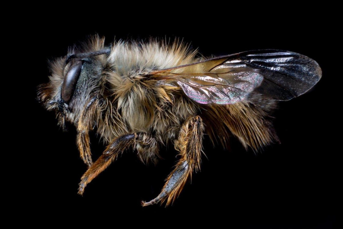 "Exploring the Impact of Non-Native Mason Bees on Canada's Native Bee Population" 17