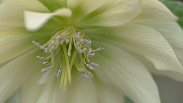 How you can take pictures of pristine February flora with any digital camera 1