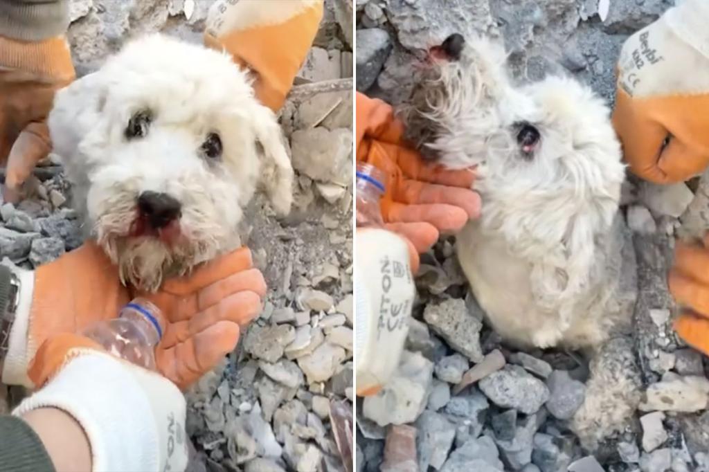Turkey earthquake rescuers rescue small dog trapped in rubble 3