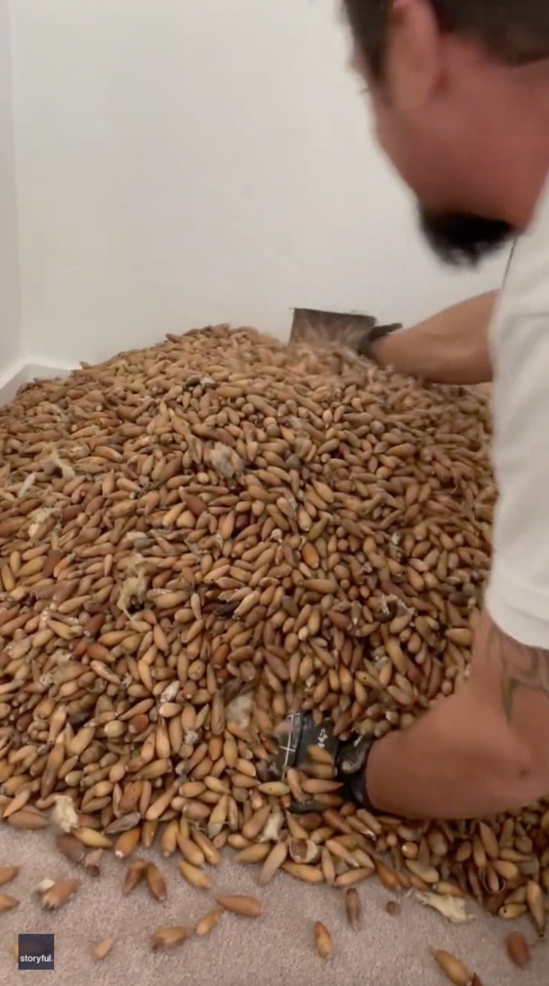 Woodpeckers concealed 700 kilos of acorns in wall of California house: NPR 7