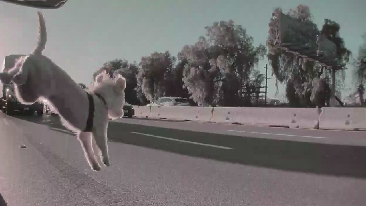 ‘Miracle’: Video Displays Pet Falling On Busy Los Angeles Highway, Surviving 3