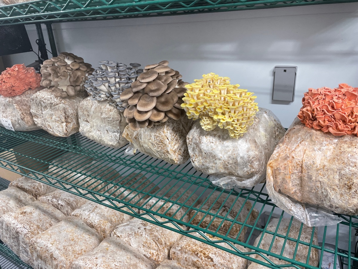 Adapt brings city mushroom farms to the US • TechCrunch 3