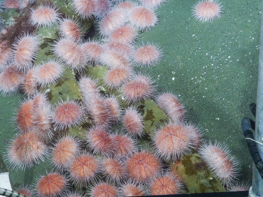 BC’s pink sea urchins are moving to shallower waters thanks to climate change 3