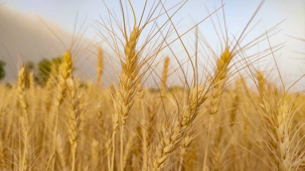 Heart slashes wheat costs presented to bulk customers to test charges 3