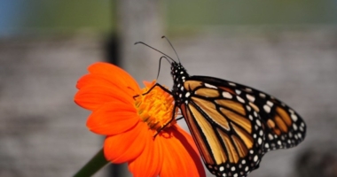 Explore Tripura's Butterfly Haven 53