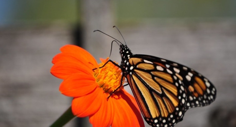 Explore Tripura's Butterfly Haven 1