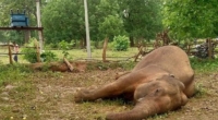 Tragic Loss: Elephant Electrocuted in Odisha Forest 3