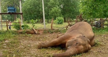 Tragic Loss: Elephant Electrocuted in Odisha Forest 1